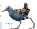  ??  ?? Water Rail