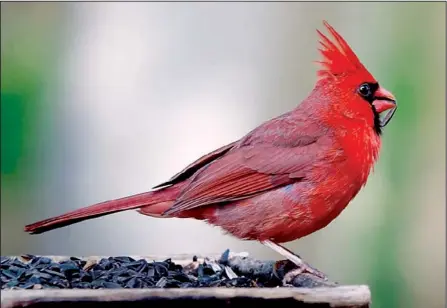  ?? Special to the Democrat-gazette/jerry BUTLER ?? Northern cardinals are active year-round in Arkansas, but the brilliant males are most easy to spot as leaves begin to fall. Cardinals are easily attracted to bird feeders, especially when sunflower seed is on the menu.