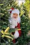  ?? COURTESY OF YULE FOREST ?? Find lots of festive fun — and pick out your tree — at the Yule Forest tree farm in Stockbridg­e.