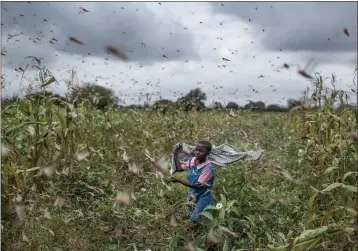  ?? BEN CURTIS — THE ASSOCIATED PRESS ?? A farmer’s daughter waves her shawl in the air to try to chase away swarms of desert locusts from her crops in Katitika village, Kenya,on Friday.