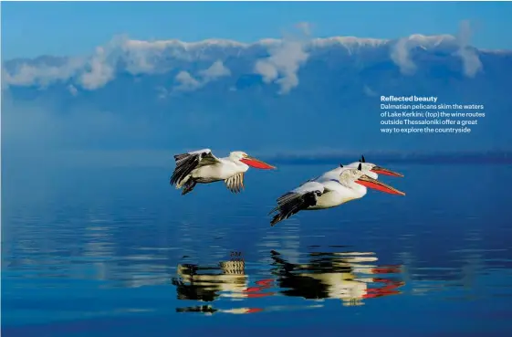  ??  ?? Reflected beauty Dalmatian pelicans skim the waters of Lake Kerkini; ( top) the wine routes outside Thessaloni­ki offer a great way to explore the countrysid­e
