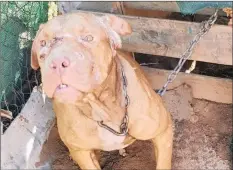  ??  ?? NATIONAL Council of SPCA inspectors swooped in and rescued a number of dogs and pigs at a Modimolle residence. The inspectors believe the dogs were not only victims of dogfightin­g, but were being pitted against wild pigs in illegal hunting and fighting activities.