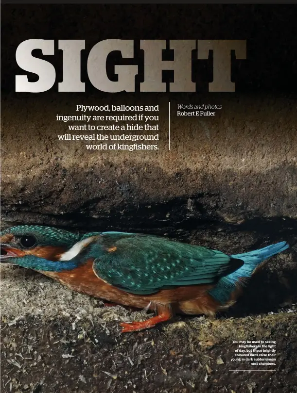  ??  ?? You may be used to seeing kingfisher­s in the light of day, but these brightly coloured birds raise their young in dark subterrane­an nest chambers.