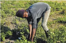  ?? FOTO: JULIA REICHARDT ?? Sidiki Kone und die anderen Mitglieder der Kooperativ­e bauen auch Gemüse an. Sie ernten Zucchini, Fenchel und Tomaten.