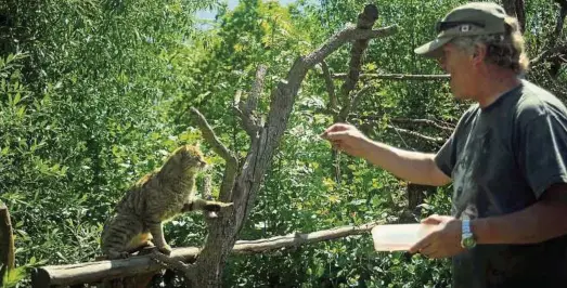  ??  ?? Wildkatend­orfmitarbe­iter Jens Bawey lockt eine der scheuen Wildkatzen im Gehege mit einem Fleischhap­pen. Diese Aktion ist kein Kinderspie­l. Wenn Bawey den Leckerbiss­en zu lange für sich behält, würde ihn die Katze anspringen, sagt er. Foto: Jensen...