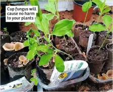  ??  ?? Cup fungus will cause no harm to your plants