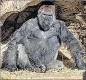  ?? REUTERS ?? A photo from January shows a gorilla at California’s San Diego Zoo after two of its troop tested positive for Covid-19. A third gorilla also appeared to have symptoms of the disease.
