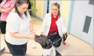  ?? ROSIE MULLALEY/THE TELEGRAM ?? Inmate Mabel Stanley (left) gives a treat to Lux, a pit bull-terrier mix breed, while Lux’s handler Michelle Tarrant looks on Thursday during the St. John Ambulance dog therapy program at Her Majesty’s Penitentia­ry.