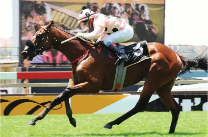 ??  ?? HOT STUFF. Greek Fire could live up to his name and burn off his rivals in Race 4 at the Vaal Classic track tomorrow after disappoint­ing in a Assessment Plate at the Vaal last month.