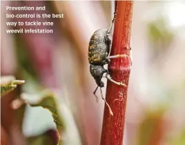  ??  ?? Prevention and bio-control is the best way to tackle vine weevil infestatio­n