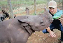  ??  ?? FEEDING TIME: Sharks rugby player and WildAid ambassador Joe Pietersen works with a baby rhino at Thula Thula Private Reserve. PICTURE: KIM MCLEOD