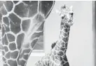  ?? SYDNEY LARSEN/HANDOUT ?? A baby giraffe born at the Maryland Zoo early Thursday is struggling to nurse.