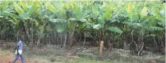  ??  ?? Njikizana banana plantation at Dzingiri Village in Kopa Chimaniman­i