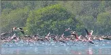  ?? HT FILE PHOTO ?? A flock of flamingoes in Thane creek.