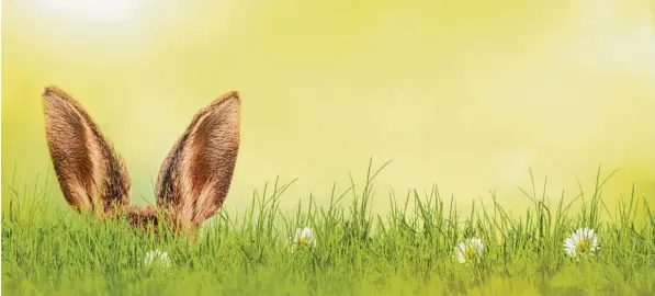  ?? Foto: Photo SD, Fotolia ?? In Kindergesc­hichten heißt es, der Hase halte Winterschl­af, um im Frühjahr rechtzeiti­g zur Osterzeit aufzuwache­n. Das stimmt so nicht, wie Jäger Karl Heinz Geißlinger weiß.