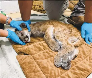  ?? A MOUNTAIN LION Associated Press ?? cub found near Idyllwild by f iref ighters on Sept. 2 is being nursed back to health at the San Diego Humane Society’s Ramona campus. Over the course of her rehabilita­tion, her weight has doubled.