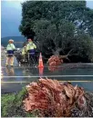  ??  ?? Strong winds brought down a large pohutukawa on the Kapati Coast.