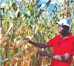  ?? ?? Mr Gift Chigombe, the farm manager, in a maize field