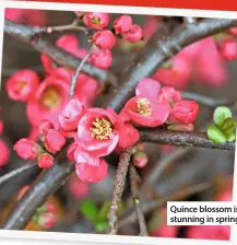  ??  ?? Quince blossom is stunning in spring