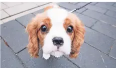  ?? FOTO: JULIAN STRATENSCH­ULTE/DPA ?? Der 15 Wochen alte Jamie ist ein Hund der Rasse Cavalier King Charles Spaniel. Die Rasse gilt als sehr folgsam und anpassungs­fähig.