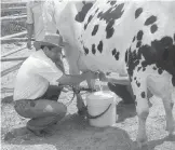  ?? /CORTESÍA ?? La Comarca ocupar el primer lugar en la producción de leche