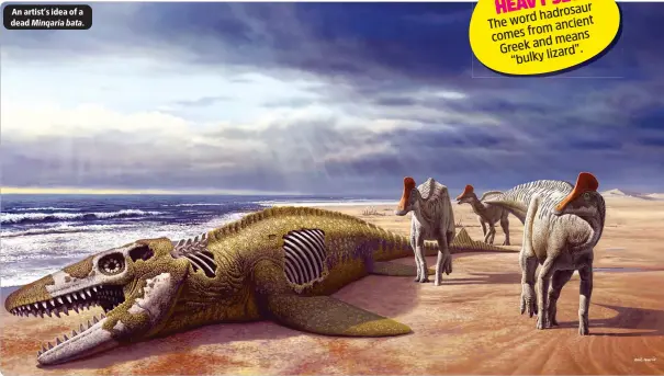  ?? ?? An artist’s idea of a dead Minqaria bata.
HEAVYSET hadrosaur The word ancient comes from means Greek and lizard”. “bulky