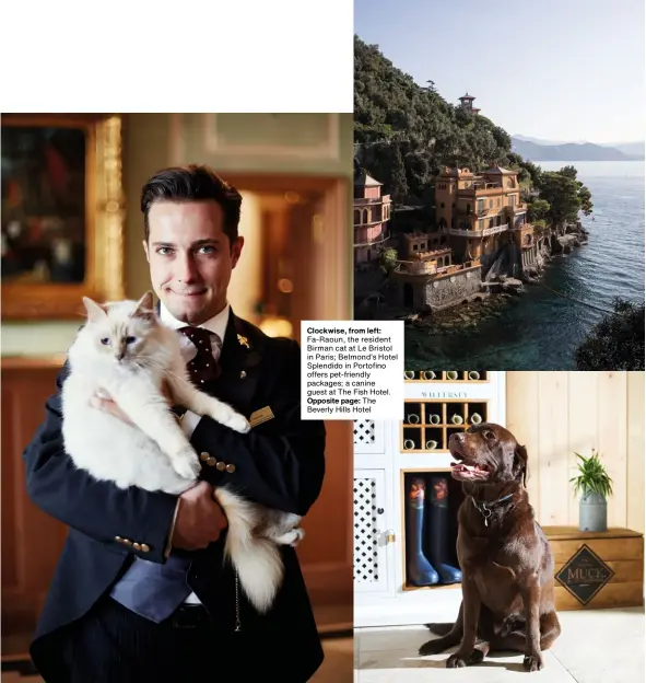  ??  ?? Clockwise, from left: Fa-raoun, the resident Birman cat at Le Bristol in Paris; Belmond’s Hotel Splendido in Portofino offers pet-friendly packages; a canine guest at The Fish Hotel. Opposite page: The Beverly Hills Hotel