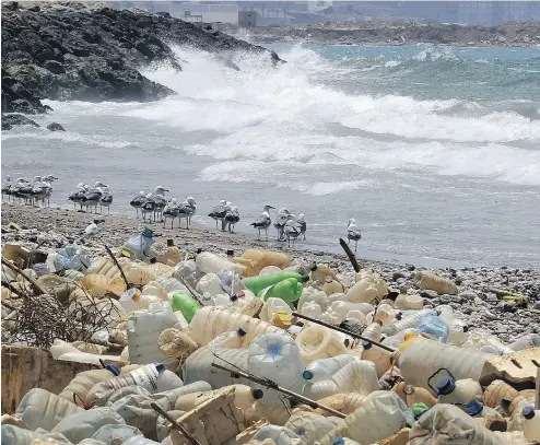  ?? JOSEPH EID / AFP / GETTY IMAGES ?? Seagulls search for food next to piles of plastic bottles and other marine debris on the shore near Beirut’s southern suburb of Ouzai on Wednesday.