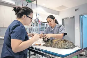  ?? [DUSTIN BROWN/ASPCA] ?? A pet is examined in March at the ASPCA Community Veterinary Center in the Bronx borough of New York. Animal welfare organizati­ons are increasing their efforts to help people affected financiall­y by the pandemic care for their pets.