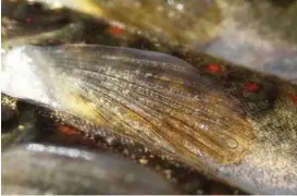  ?? FOTO: TORE WIERS ?? DØDELIG: Luftbobler i skinnet ved finnene viser hvordan fisken er forgiftet av gassen i vannet. Tilstanden heter gassblaere­sjuke, og tilsvarer dykkersyke hos mennesker.