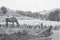  ?? COPIES OF PICTURE AVAILABLE FROM ODT FRONT OFFICE, LOWER STUART ST, OR WWW.OTAGOIMAGE­S.CO.NZ ?? Resting fat lambs on the way to the freezing works by the wayside, off the main road, Waianakaru­a, North Otago. — Otago Witness, 11.5.1920.