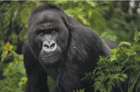  ?? Felipe Dana / Associated Press 2019 ?? A silverback mountain gorilla named Segasira walks in the Volcanoes National Park, Rwanda. These generally peaceful apes sometimes develop family feuds.