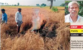  ??  ?? Paddy 19.38 lakh 5 lakh Cotton 46 lakh 8 lakh CROP AREA SOWN AFFECTED * Area in acres Paddy farmer Madhukar burns his paddy attacked by the BPH pest attack in Chandaram in Luxettipet mandal in Mancherial district on Wednesday.