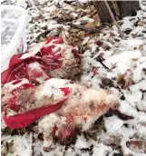  ?? SUPPLIED PHOTO ?? FAR LEFT: Kathy Kajari and some Edgebrook neighbors stumbled across these baby goat and chicken heads — with red bandanas — while cleaning up a nearby forest preserve.