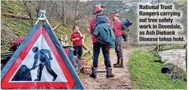  ?? ?? National Trust Rangers carrying out tree safety work in Dovedale, as Ash Dieback Disease takes hold.