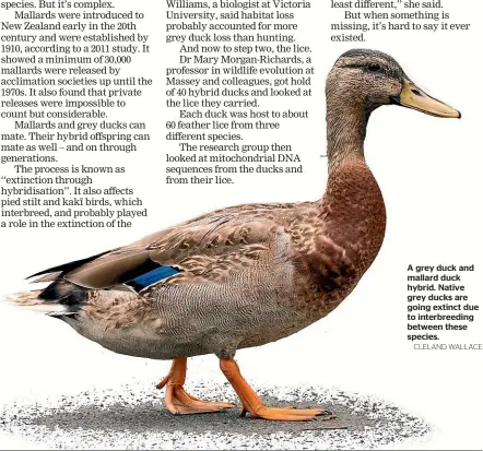  ?? CLELAND WALLACE ?? A grey duck and mallard duck hybrid. Native grey ducks are going extinct due to interbreed­ing between these species.