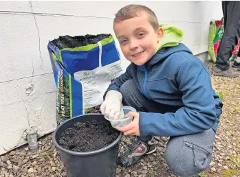  ?? ?? Pea planting Ciaran Lundy (8) from Blairgowri­e