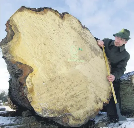  ??  ?? Förster Dietmar Discher vermisst vor einer Holzauktio­n in Chorin einen rund 200 Jahre alten Eichenstam­m.