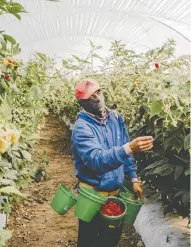  ?? FRED RAMOS FOR THE WASHINGTON POST ?? A worker picks raspberrie­s for Los Cerritos, which had to
hike salaries to attract enough workers for the harvest.