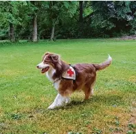  ?? Fotos: BRK ?? Immer ein Highlight: die Vorführung der Rettungshu­ndestaffel des Baye rischen Roten Kreuzes.