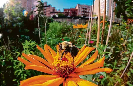  ?? Foto: 3x Profimedia ?? Nejdůležit­ější Včely jsou podle vědců nejdůležit­ější stvoření na Zemi. Podle odhadů se jejich populace zmenšila až o 90 procent.