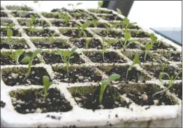  ?? LEE REICH VIA AP ?? This undated photo shows lettuce seedlings in New Paltz, NY. After three or four weeks, these lettuce plants will fill their “cells” and be ready to transplant outdoors in the garden.