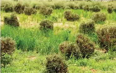  ??  ?? Henna farm in Sokoto