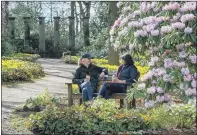  ?? PICTURES: BRUCE ROLLINSON. ?? RIOT OF COLOUR: Main picture, apprentice gardener Molly Turgoose tends to flowering heather at the Royal Horticultu­ral Society gardens at Harlow Carr on the outskirts of Harrogate; bottom row, visitors admire some of the spring colours.