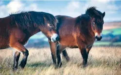  ??  ?? SHANKS PONYBelow: The Exmoor pony is the oldest native breed in Britain, and you’ll spot these hardy animals as you walk Exmoor’s uplands.