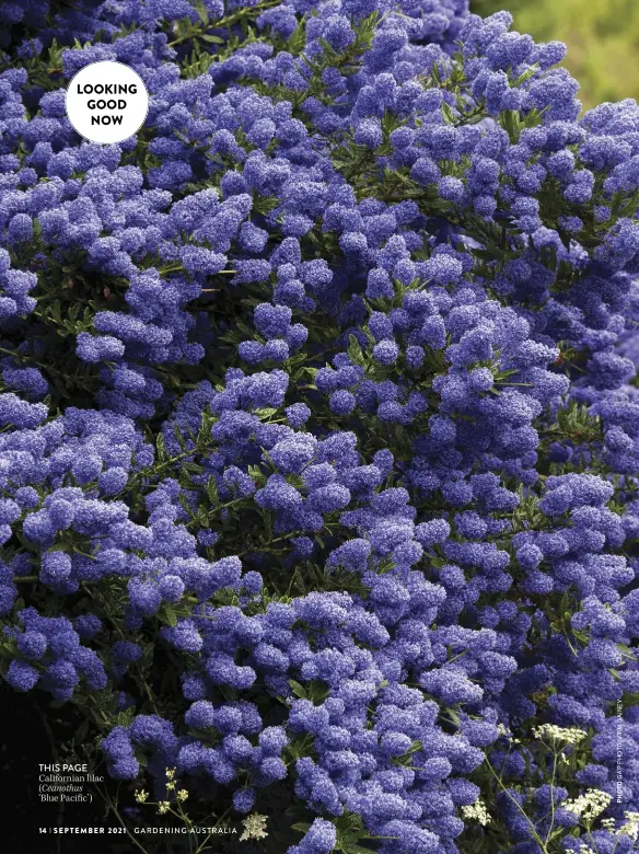  ??  ?? THIS PAGE
California­n lilac (Ceanothus
‘Blue Pacific’)