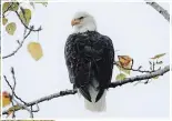  ??  ?? Bald eagle near Blackie Spit in Surrey.