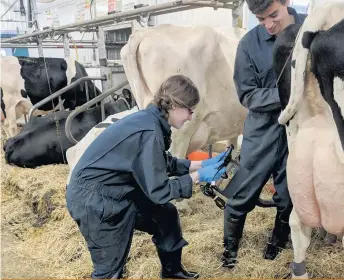  ??  ?? Jessica St-Pierre et Tanguy Bruneau testent le scanneur 3D sur le jarret d’une vache à la ferme du Campus Macdonald.