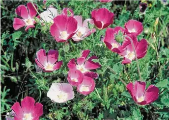  ?? Lady Bird Johnson Wildlife Center ?? Low-growing winecups are native perennials.