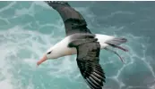  ?? — MIT ?? Albatross can fly nearly 500 miles in a single day, with just an occasional flap of its wings.